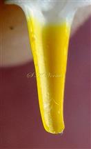  Corolla tube with pilose hairs at base